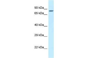 Image no. 1 for anti-Zinc Finger Protein 148 (ZNF148) (N-Term) antibody (ABIN2781168)