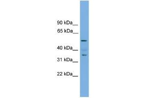 anti-NOBOX Oogenesis Homeobox (NOBOX) (Middle Region) antibody