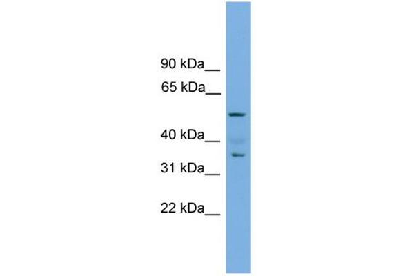 anti-NOBOX Oogenesis Homeobox (NOBOX) (Middle Region) antibody
