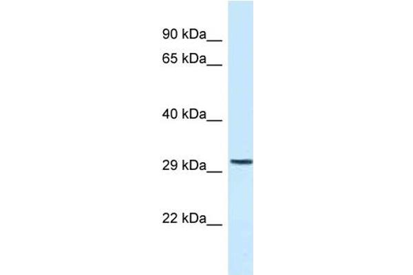 C18orf1 antibody  (C-Term)