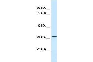 C18orf1 antibody  (C-Term)