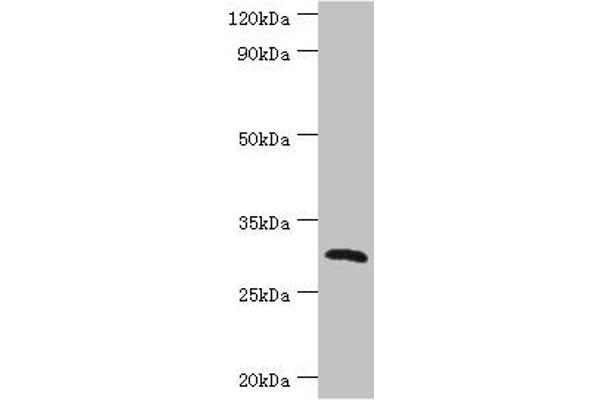 CLEC12A antibody  (AA 66-265)