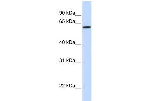 Image no. 1 for anti-DiGeorge Syndrome Chromosome Region-2 (DGS2) (Middle Region) antibody (ABIN2782668)