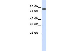 Image no. 2 for anti-Macrophage Stimulating 1 (Hepatocyte Growth Factor-Like) (MST1) (Middle Region) antibody (ABIN2782339)
