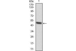 Image no. 1 for anti-Enhancer of Zeste Homolog 2 (EZH2) (AA 1-194) antibody (ABIN5542715)