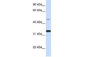Image no. 1 for anti-Cyclin-Dependent Kinase 3 (CDK3) (C-Term) antibody (ABIN926891)