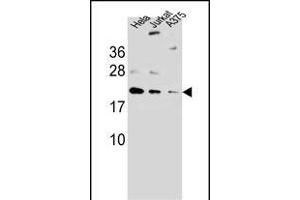 ARL6IP6 antibody  (N-Term)
