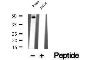 Image no. 1 for anti-WD Repeat Domain 18 (WDR18) (Internal Region) antibody (ABIN6266019)