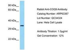 Image no. 1 for anti-Coenzyme Q9 Homolog (COQ9) (AA 36-85) antibody (ABIN6749976)