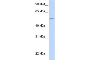 Image no. 1 for anti-UDP Glucuronosyltransferase 1 Family, Polypeptide A1 (UGT1A1) (N-Term) antibody (ABIN2781804)