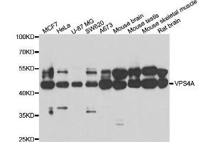 Image no. 1 for anti-Vacuolar Protein Sorting-Associated Protein 4A (VPS4A) antibody (ABIN2560752)