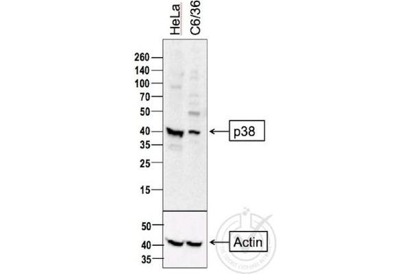 MAPK14 抗体  (AA 141-240)