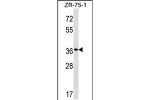 FUT7 antibody  (N-Term)