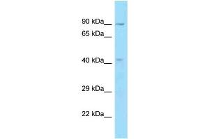 Image no. 1 for anti-Oligonucleotide/oligosaccharide-Binding Fold Containing 1 (OBFC1) (C-Term) antibody (ABIN2789184)