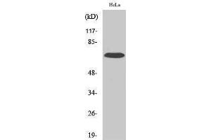 Image no. 1 for anti-Interleukin 17 Receptor C (IL17RC) (C-Term) antibody (ABIN3185161)
