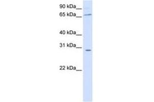 Image no. 1 for anti-Zinc Finger and BTB Domain Containing 48 (ZBTB48) (AA 144-193) antibody (ABIN6741413)