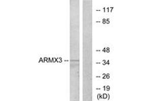 Image no. 1 for anti-Armadillo Repeat Containing, X-Linked 3 (ARMCX3) (AA 291-340) antibody (ABIN1534173)