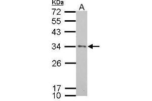 Image no. 2 for anti-Apolipoprotein E (APOE) (C-Term) antibody (ABIN2857040)