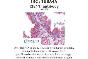 Image no. 2 for anti-Tubulin, alpha 4a (TUBA4A) (AA 1-449), (full length) antibody (ABIN1723613)