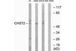 Image no. 1 for anti-Carbohydrate (N-Acetylglucosamine-6-O) Sulfotransferase 2 (CHST2) (AA 1-50) antibody (ABIN1534719)