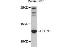 Image no. 2 for anti-Prefoldin Subunit 6 (PFDN6) antibody (ABIN4904737)