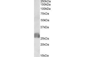 Image no. 2 for anti-CAMP Responsive Element Binding Protein 3-Like 2 (CREB3L2) (N-Term) antibody (ABIN1590105)