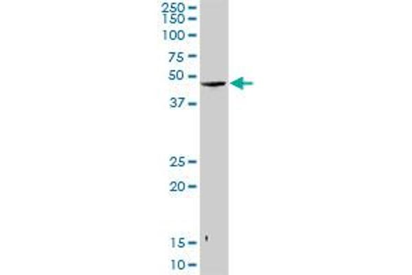 anti-Snurportin 1 (SNUPN) (AA 1-360) antibody
