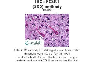 Image no. 1 for anti-Proprotein Convertase Subtilisin/kexin Type 1 (PCSK1) (AA 652-754) antibody (ABIN1723665)