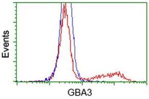 Image no. 21 for anti-Glucosidase, Beta, Acid 3 (Cytosolic) (GBA3) (AA 1-150), (AA 370-469) antibody (ABIN1490582)