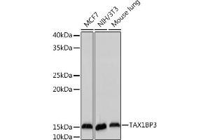 TAX1BP3 antibody