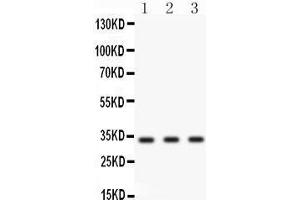Image no. 1 for anti-Cyclin D1 (CCND1) (AA 158-184), (Middle Region) antibody (ABIN3043483)
