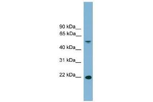 Image no. 1 for anti-Hepatoma-Derived Growth Factor-Related Protein 3 (HDGFRP3) (Middle Region) antibody (ABIN928902)