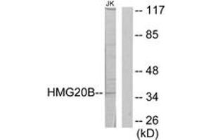 Image no. 1 for anti-High Mobility Group 20B (HMG20B) (AA 1-50) antibody (ABIN1534161)