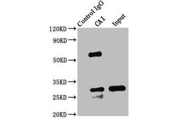 CA1 抗体  (AA 2-261)
