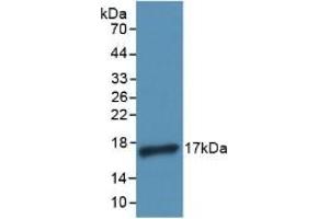 IL-4 Antikörper  (AA 25-153)