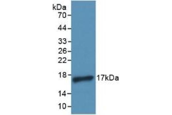 IL-4 抗体  (AA 25-153)