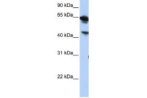 Image no. 1 for anti-Abhydrolase Domain Containing 16A (ABHD16A) (Middle Region) antibody (ABIN634883)