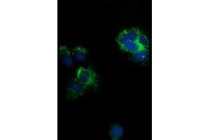 Anti-CLPP mouse monoclonal antibody (ABIN2452911) immunofluorescent staining of COS7 cells transiently transfected by pCMV6-ENTRY CLPP (RC200301).