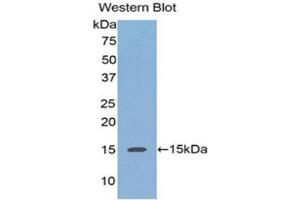 Image no. 1 for anti-Regenerating Islet-Derived 3 alpha (REG3A) (AA 40-164) antibody (Biotin) (ABIN1176323)