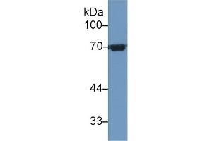 HSPA1L antibody  (AA 1-641)