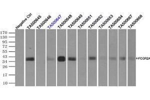 Image no. 10 for anti-Fc gamma RII (CD32) antibody (ABIN1497254)