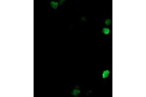 Image no. 4 for anti-COP9 Signalosome Complex Subunit 6 (COPS6) (AA 58-327) antibody (ABIN1491601)