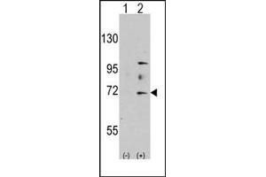 Image no. 1 for anti-MYST Histone Acetyltransferase 2 (MYST2) (N-Term) antibody (ABIN356663)