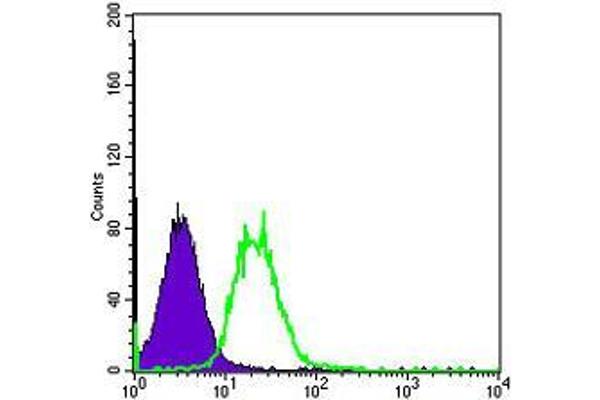 FYN antibody