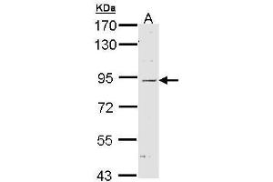 Image no. 1 for anti-Nucleotide-Binding Oligomerization Domain Containing 1 (NOD1) (C-Term) antibody (ABIN2856637)