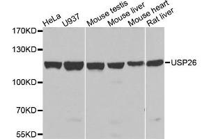 Image no. 1 for anti-Ubiquitin Specific Peptidase 26 (USP26) antibody (ABIN2737800)