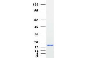 Image no. 1 for BCL2-Like 2 (BCL2L2) protein (Myc-DYKDDDDK Tag) (ABIN2715198)