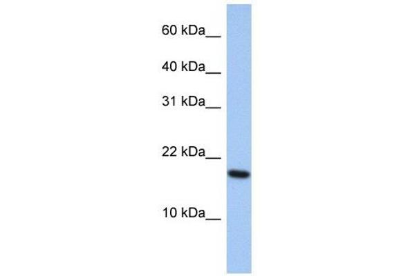 anti-ADP-Ribosylation Factor-Like 5A (ARL5A) (Middle Region) antibody