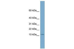 anti-NOP10 Ribonucleoprotein Homolog (Nop10) (Middle Region) antibody