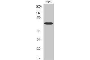 Image no. 1 for anti-Follistatin (FST) (Internal Region) antibody (ABIN3184646)